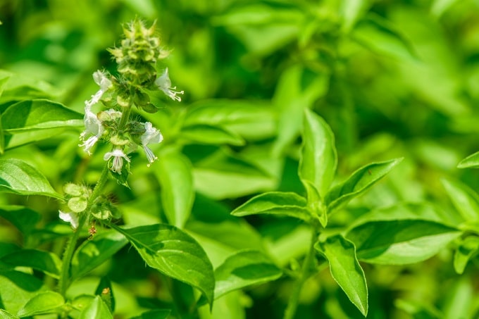 लेमन तुलसी (Lemon Basil)
